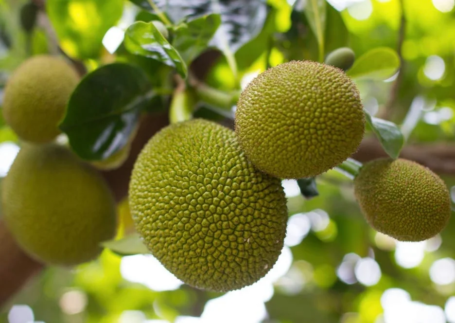 Jack Fruit